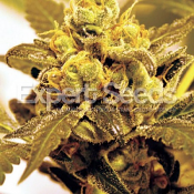 Fruit Salad – Feminized – Expert Seeds