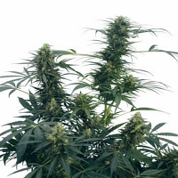 Guerrilla’s Gusto – Regular – Sensi Seeds