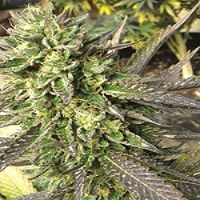 Medicann Chem Dawg Regular 