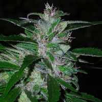 Shortstuff Seeds Super Cali Haze Auto Feminised