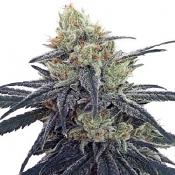 CBD #1 - Feminized - Ace Seeds