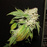 Cali Connection Seeds Larry OG Kush Regular