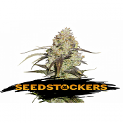 Runtz - Feminized - Seed Stockers