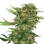N13 Kush - Feminized - Sensi Seeds Research