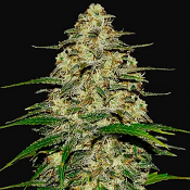 Wedding Cheesecake Auto - Feminized - Fast Buds