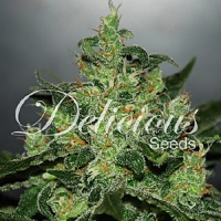 Delicious Seeds Critical x Jack Herer Auto Feminized