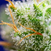 Sweet Zenzation - Feminized - Sweet Seeds