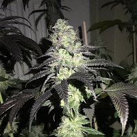 Pheno Finder Seeds DO Z Dos Feminized