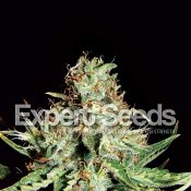 Sweet Cream Auto – Feminized – Expert Seeds