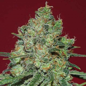 Clinical White CBD – Feminized – Expert Seeds