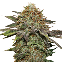 Seed Stockers Seeds Fruit Cake Auto Feminized