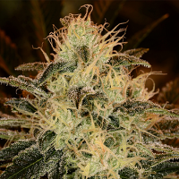 Kera Seeds American Stafford Feminized