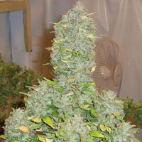 Shortstuff Seeds Russian Rocket Fuel Auto Feminised