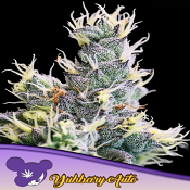 Yuhbary Auto - Feminized - 2022 Cannabis Seed Collection