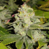 Cali Connection Seeds DeadHead OG Regular