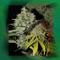 Connoisseur Genetics Seeds Labrador Regular