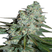 Seedmakers Seeds Wonder Skunk Feminized