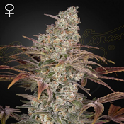 Jack's Dream - Feminized - Green House Seeds