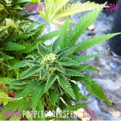 GOLD LINE Blue Chocolate - Regular - Purple Caper Seeds