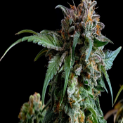 2025 Cannabis Seed Collection - London Pound Cake - Feminized