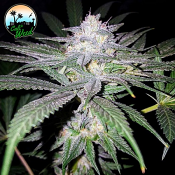 Headbanger - Feminized - Cali Weed