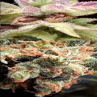 Delta 9 Labs Seeds CannaSutra Regular