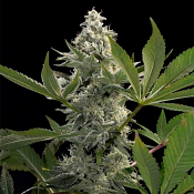 Glow Starz - Feminized - Paradise Seeds
