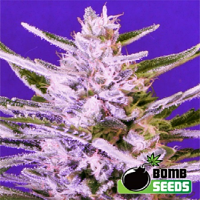 Bomb Seeds Ice Bomb Feminized