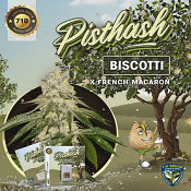 Pisthash - Feminized - T.H.Seeds