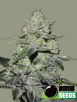 Bomb Seeds Gorilla Bomb Feminized