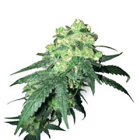White Label Seed Company White Label Rhino Regular