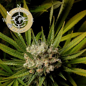 Malawi Gold (Landraces) - Feminized - Anesia Seeds