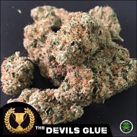 Devil's Harvest Seeds The Devil’s Glue Feminized