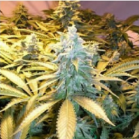 Snow White – Regular – Nirvana Seeds