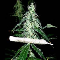 Soma Seeds Hash Heaven Feminized