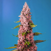 Red Hot Cookies - Feminized - Sweet Seeds
