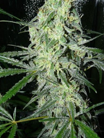 Female Seeds SexBud Feminized