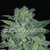 Northern Lights – Feminized – Expert Seeds