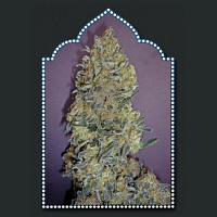 OO Seeds OO Kush Feminized