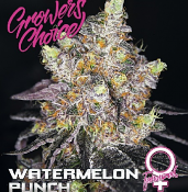 Watermelon Punch - Feminized - Growers Choice