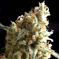 Pyramid Seeds Auto Super Hash Feminized
