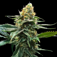 DNA Genetics Seeds Sour Sorbet (Sorbet Collection) Feminized