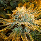 Power Plant Primo - Feminized - Bulk Seeds Premium