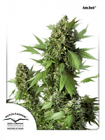 Auto Duck® - Feminized - Dutch Passion