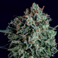 SuperCBDx Seeds Blue Cheese x SCBDx Feminized