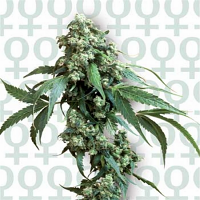 Jack Flash #5 – Feminized – Sensi Seeds