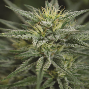 Trainwreck CBD - Feminized - Medicann Seeds