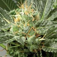 De Sjamaan Seeds Fast Skunk Feminised