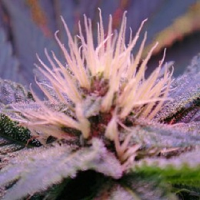 Blue Mystic – Feminized – Nirvana Seeds