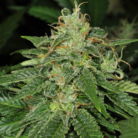 T.H.Seeds S.A.G.E Feminized